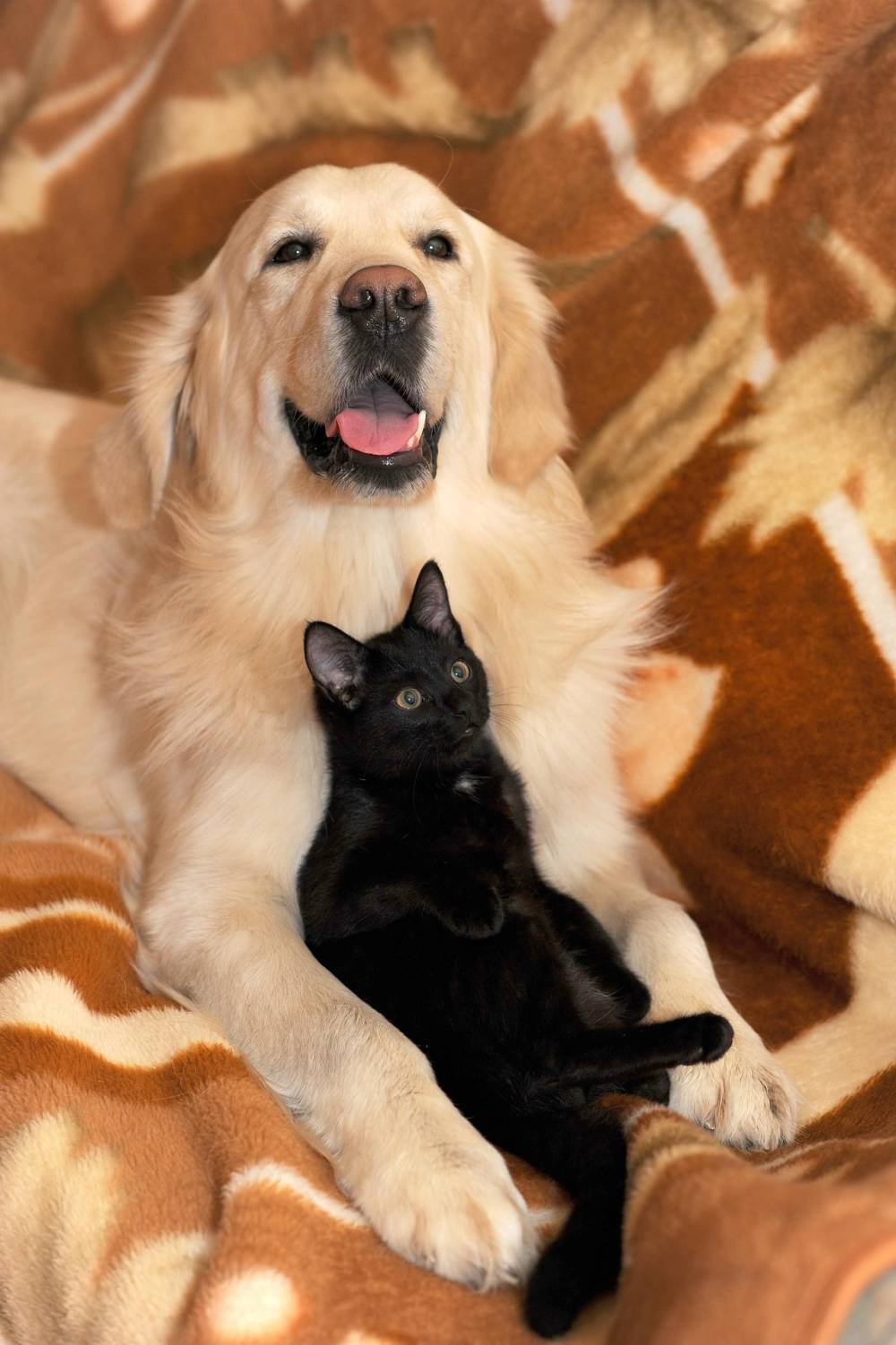 Un chien et un chat installés côte à côte — formation ACACED chien et chat