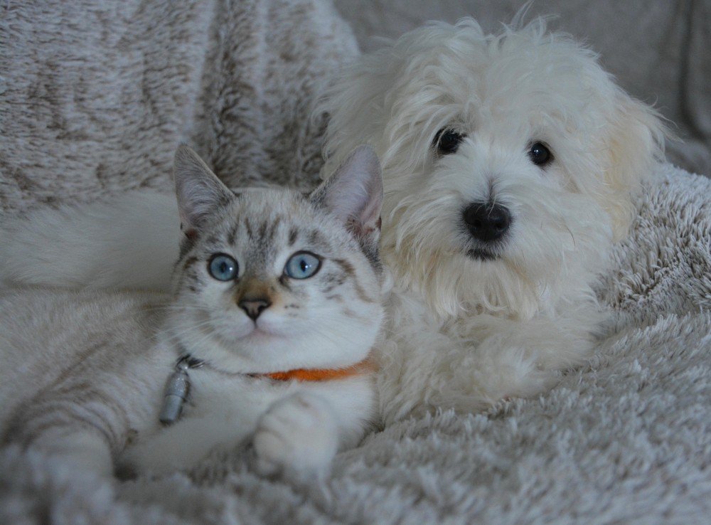 Un chien et un chat installés ensemble — formation ACACED chien + chat