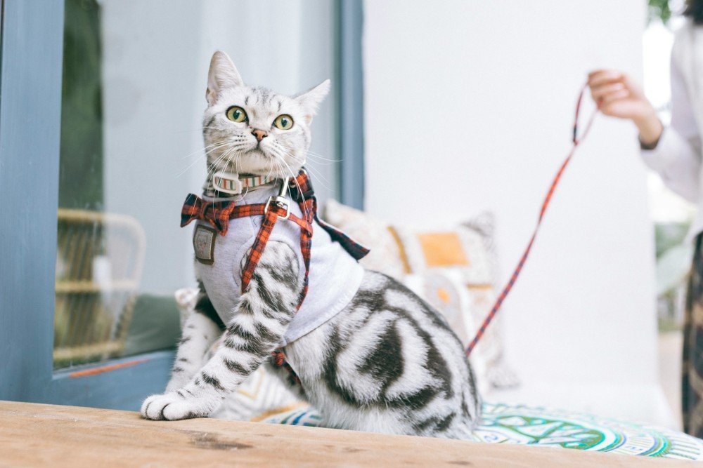 Chat observé en intérieur — formation ACACED option chat