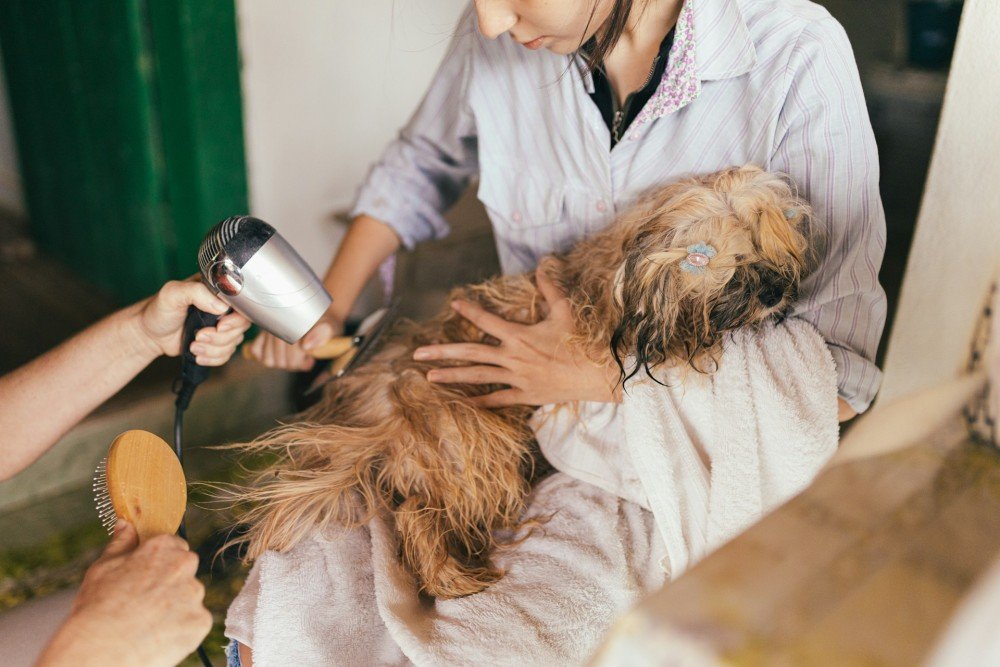 Toiletteur canin au travail sur un chien